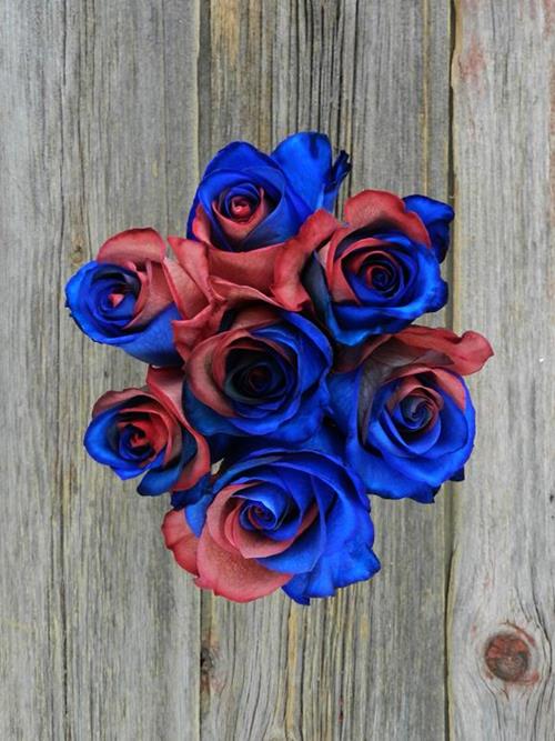 BLUE & RED  TINTED ROSES